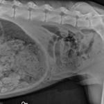This X-ray of a dog showed that it consumed a number of socks.